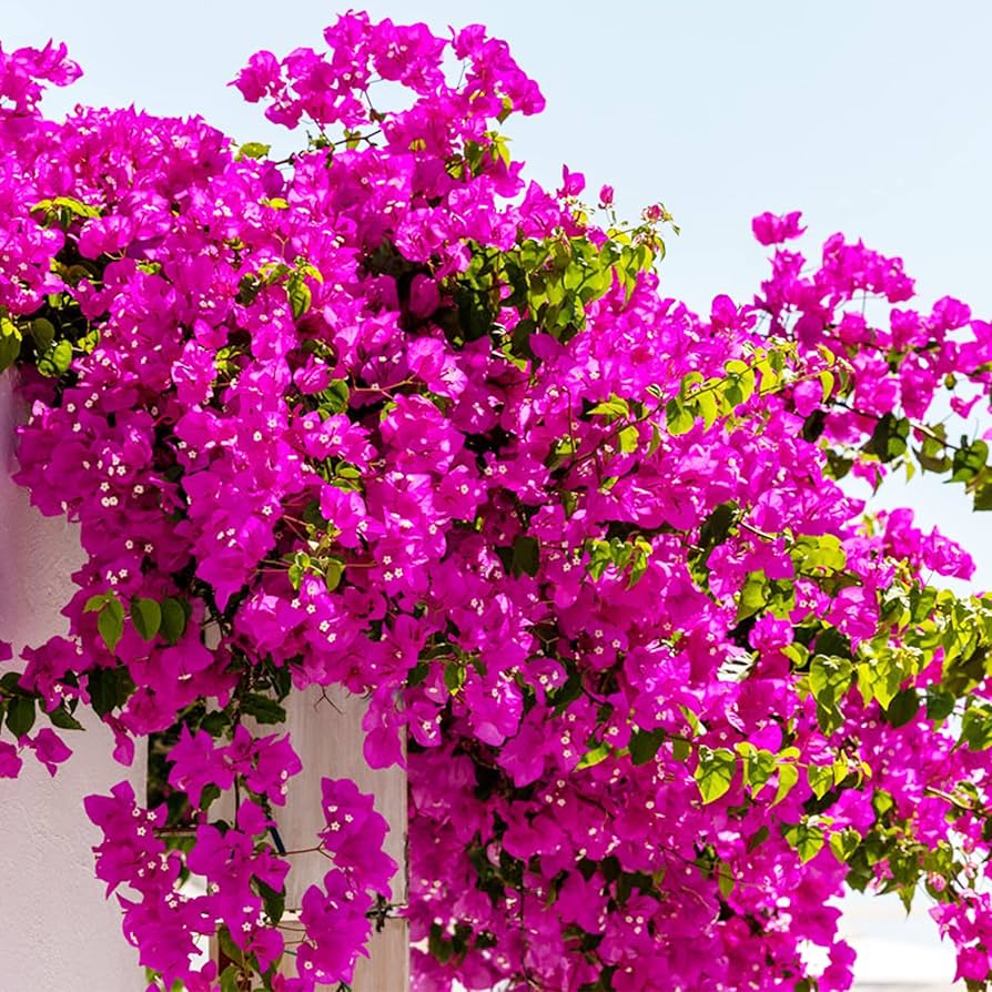 Climbing Bougainvillea Seeds Up to 50% Off