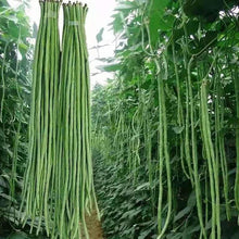 Snake/Yard-Long Asparagus Pole Bean Seeds