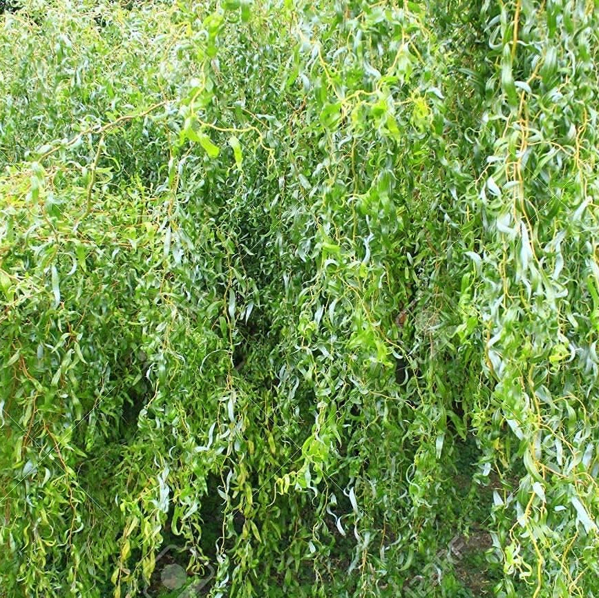 Gold Weeping Curly Willow seeds Up to 50%