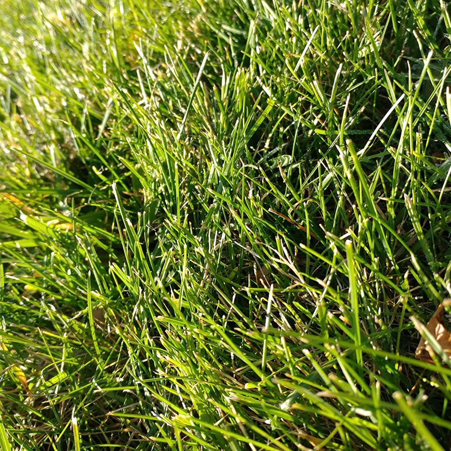 Cabin Grass Erosion Control Seeds Up to 50% Off