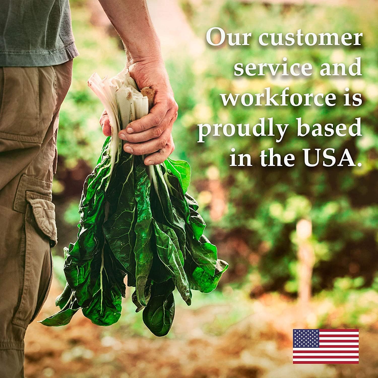 Leaf Lettuce Seeds – up to 50%