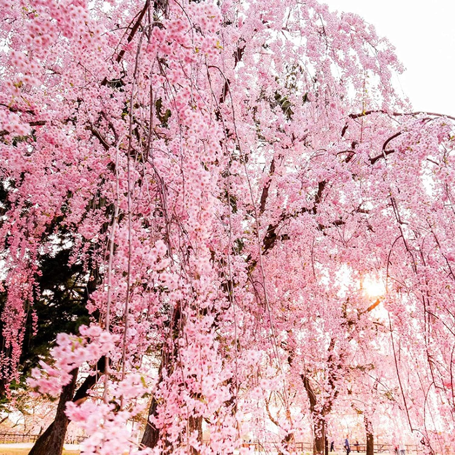 Weeping Cherry Blossom Seeds up to 50%