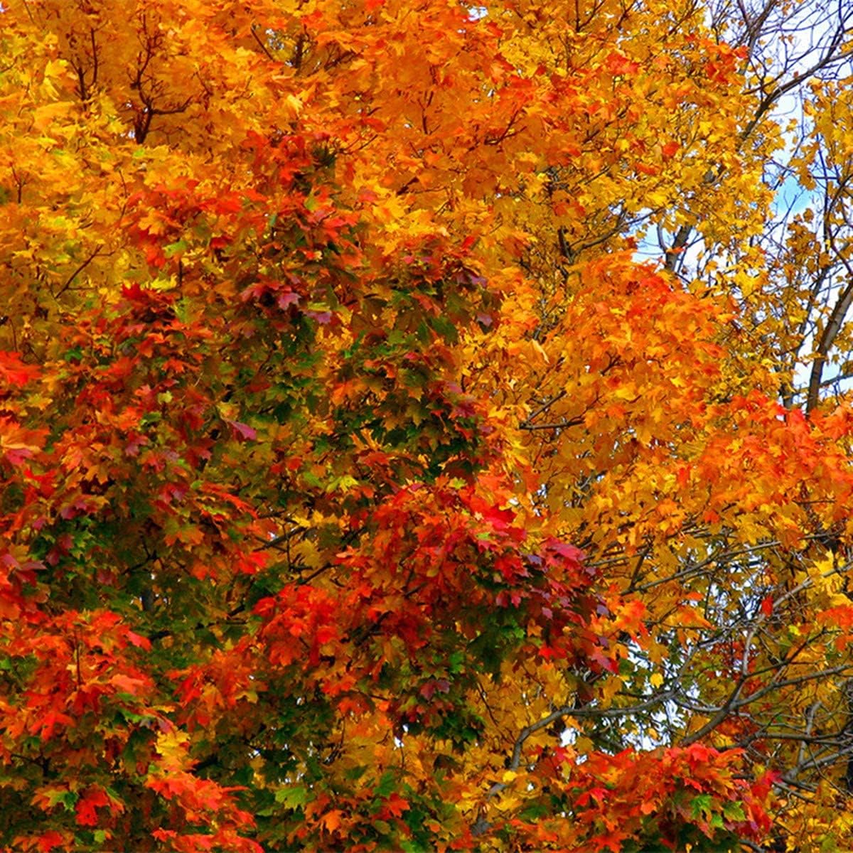 Sugar Maple (Acer saccharum) seeds Up to 50%