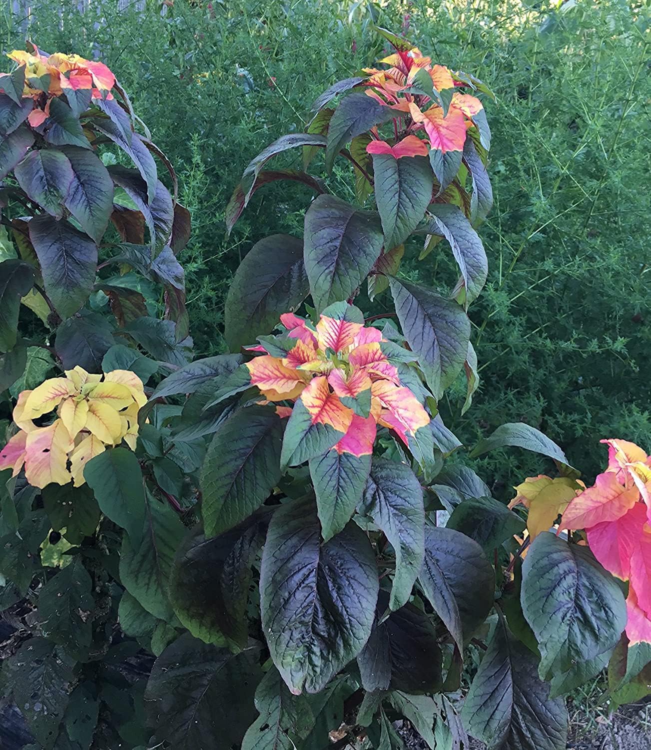 Joseph&#39;s Coat Amaranthus Tricolor Seeds – Up to 50%