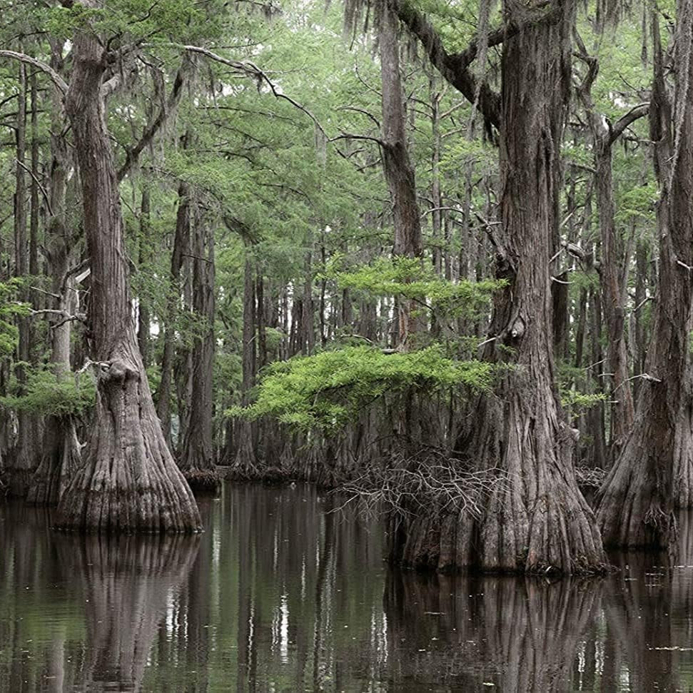 Bald Cypress seeds Up to 50%