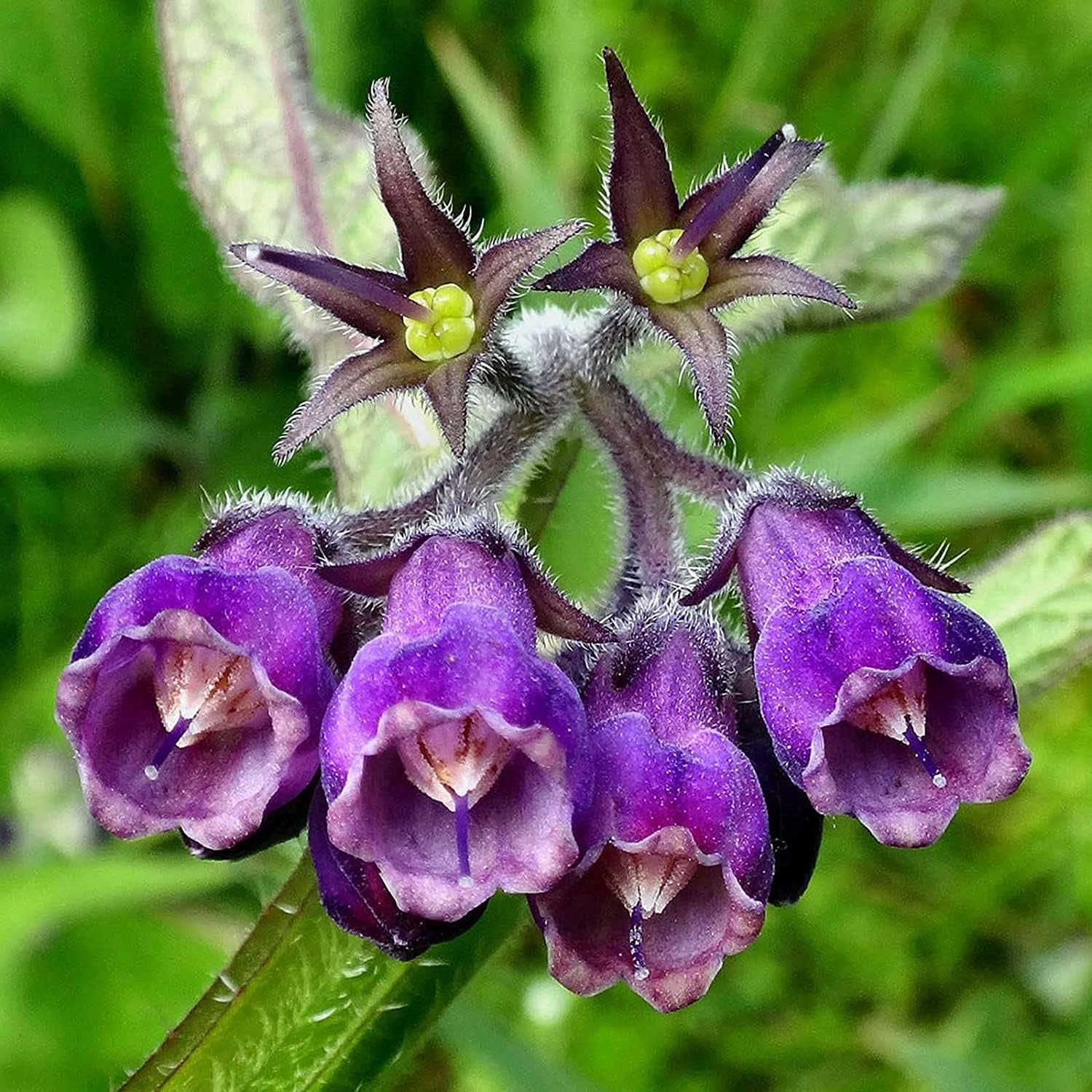 Symphytum Officinale (Comfrey) Seeds – Non-GMO Perennial Herb – Up to 50%