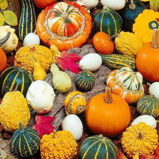 Ornamental Pumpkin Mix Seeds
