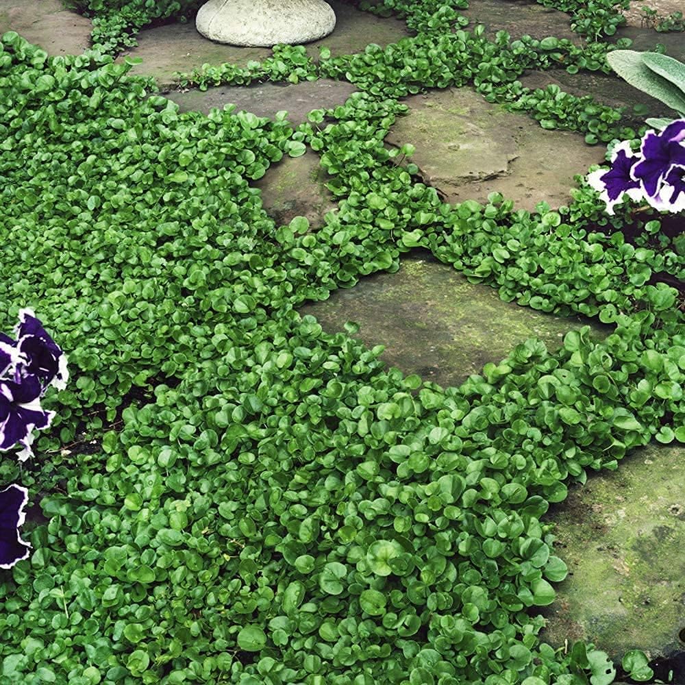 Dichondra Repens Grass Seeds Up to 50% Off