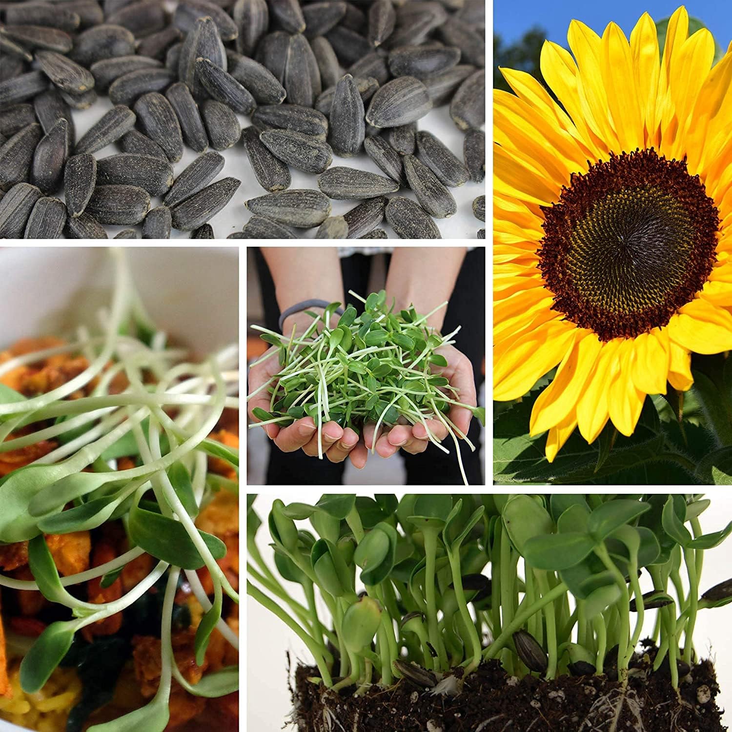 Black Oil Sunflower Seeds up to 50%
