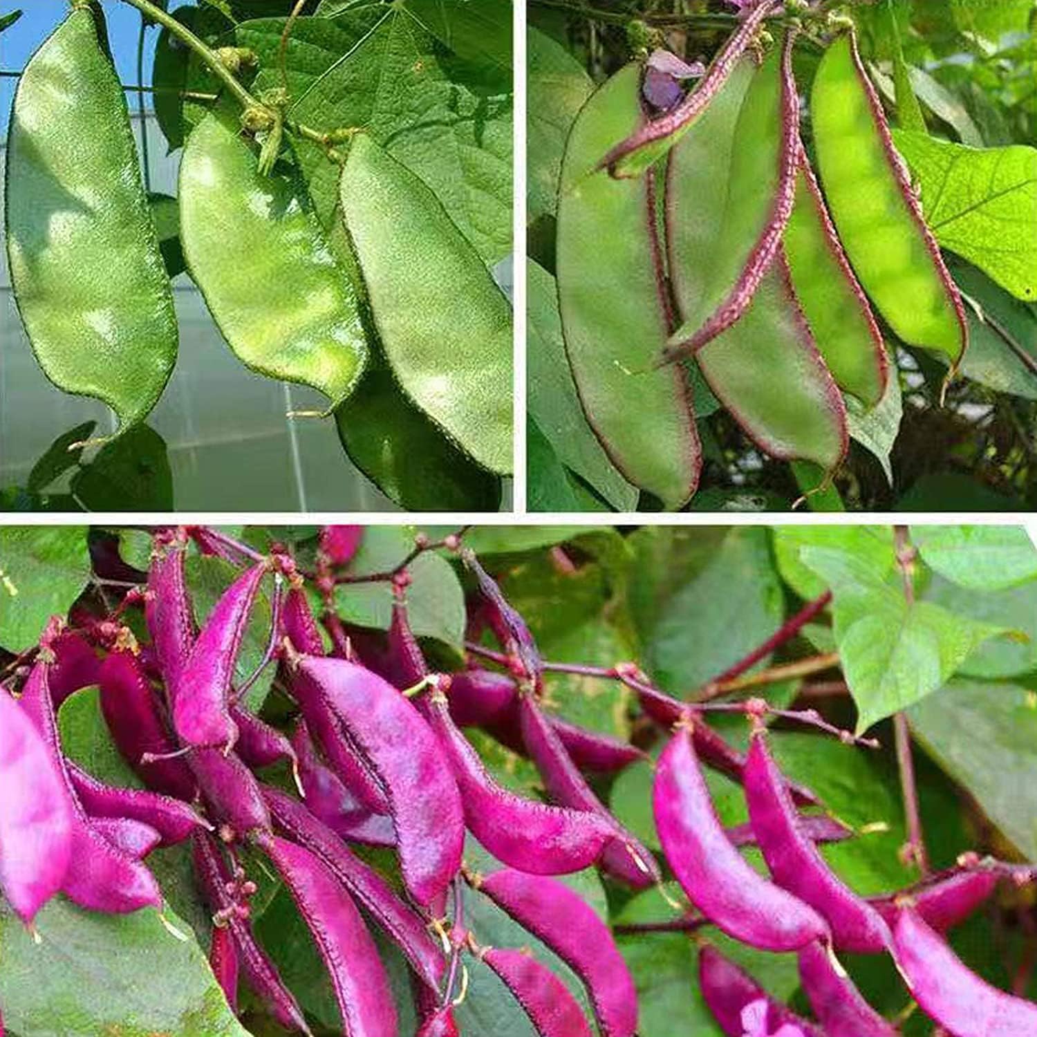 Purple Hyacinth Bean Seeds up to 50%