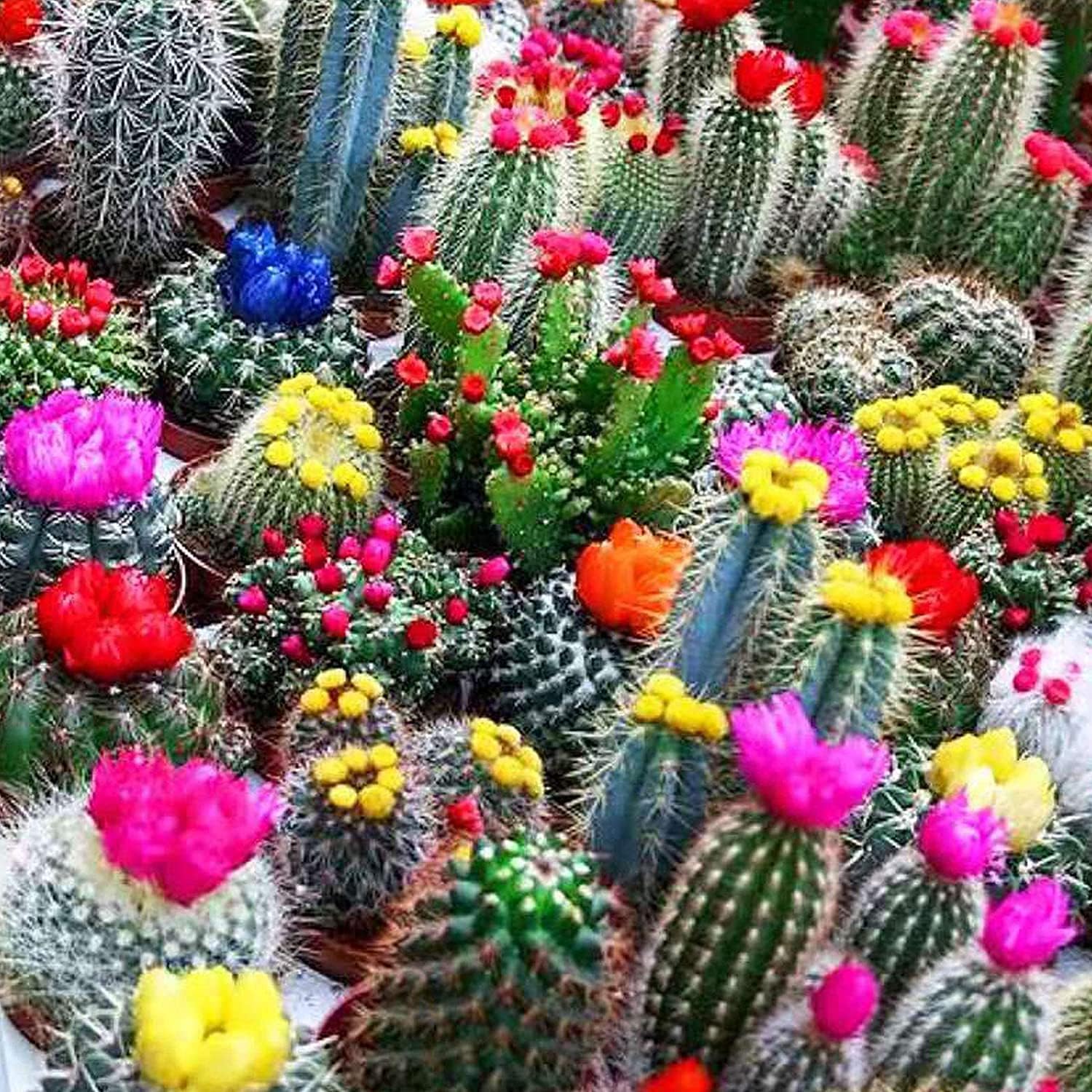 Mixed Opuntia Cactus Seeds prime day up to 50%