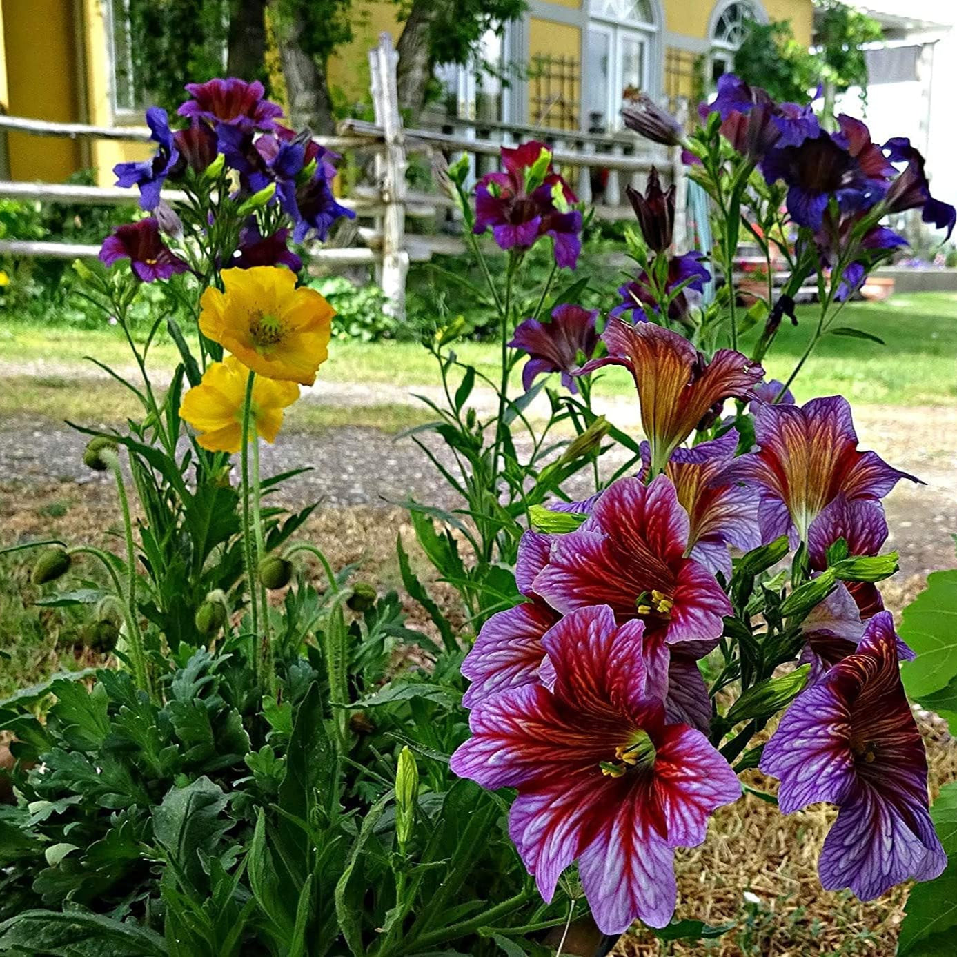 Painted Tongue Flower Seeds prime day up to 50%
