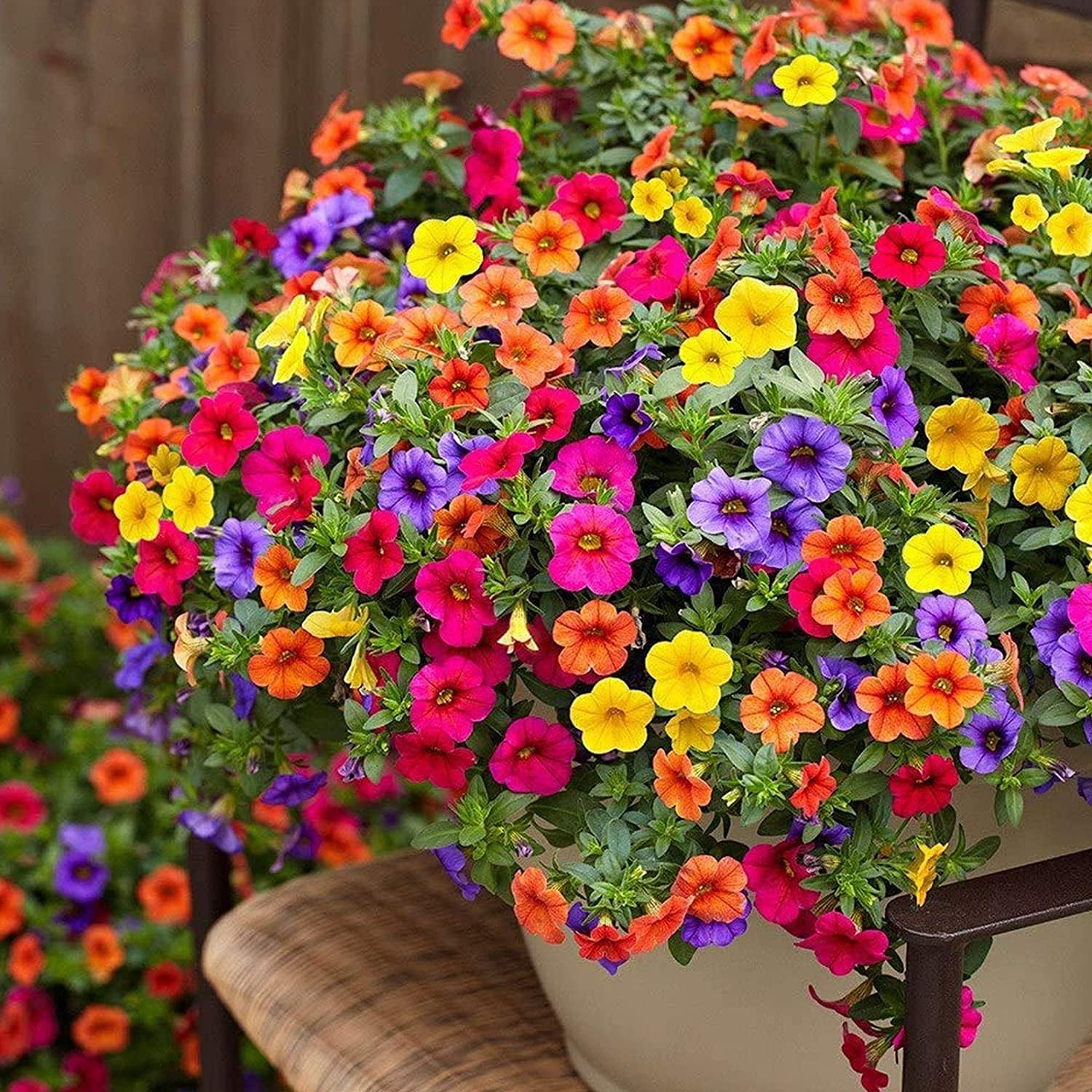 Mixed Petunia Flower Seeds up to 50%