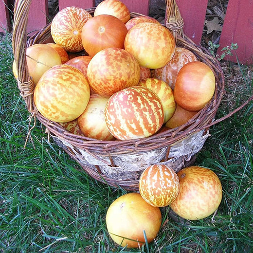 Tigger Melon Seeds