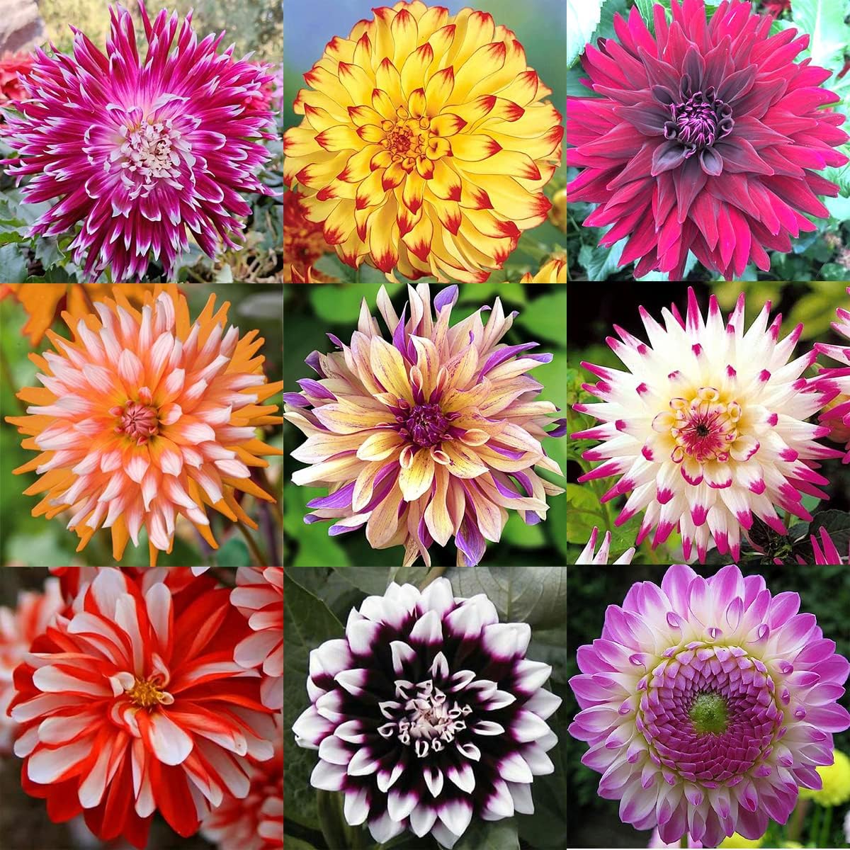 Mixed Dahlia Seeds ¨C up to 50%