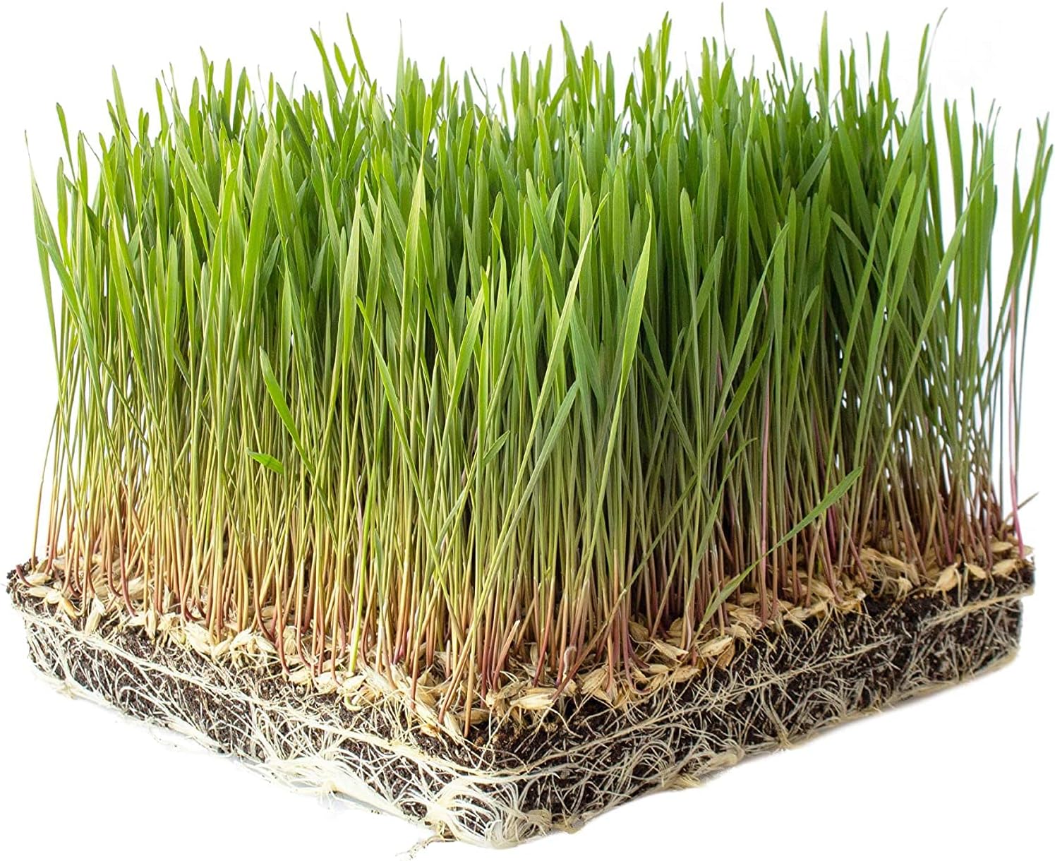 Einkorn Wheat Grain Seeds Up to 50% Off