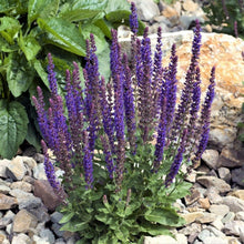 May Night Salvia Seeds