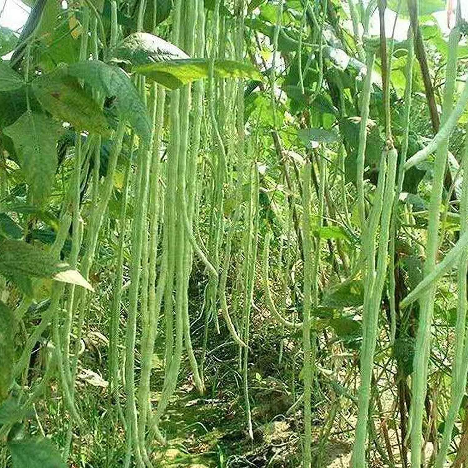 Snake/Yard-Long Asparagus Pole Bean Seeds – Heirloom & Non-GMO | up to 50%