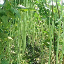 Snake/Yard-Long Asparagus Pole Bean Seeds