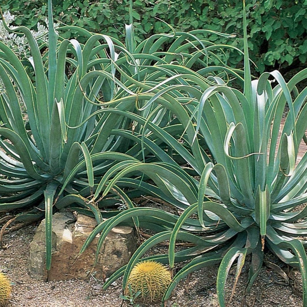 Octopus Agave Plant Seeds up to 50%