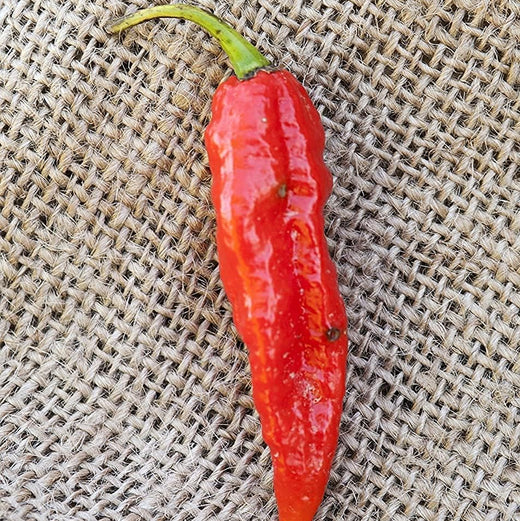 Ghost Pepper Seeds