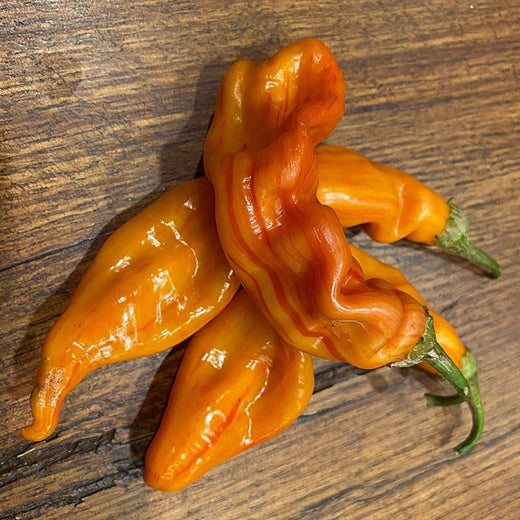 Striped Sugar Rush Bacon Malawi Piquante Pepper Seeds