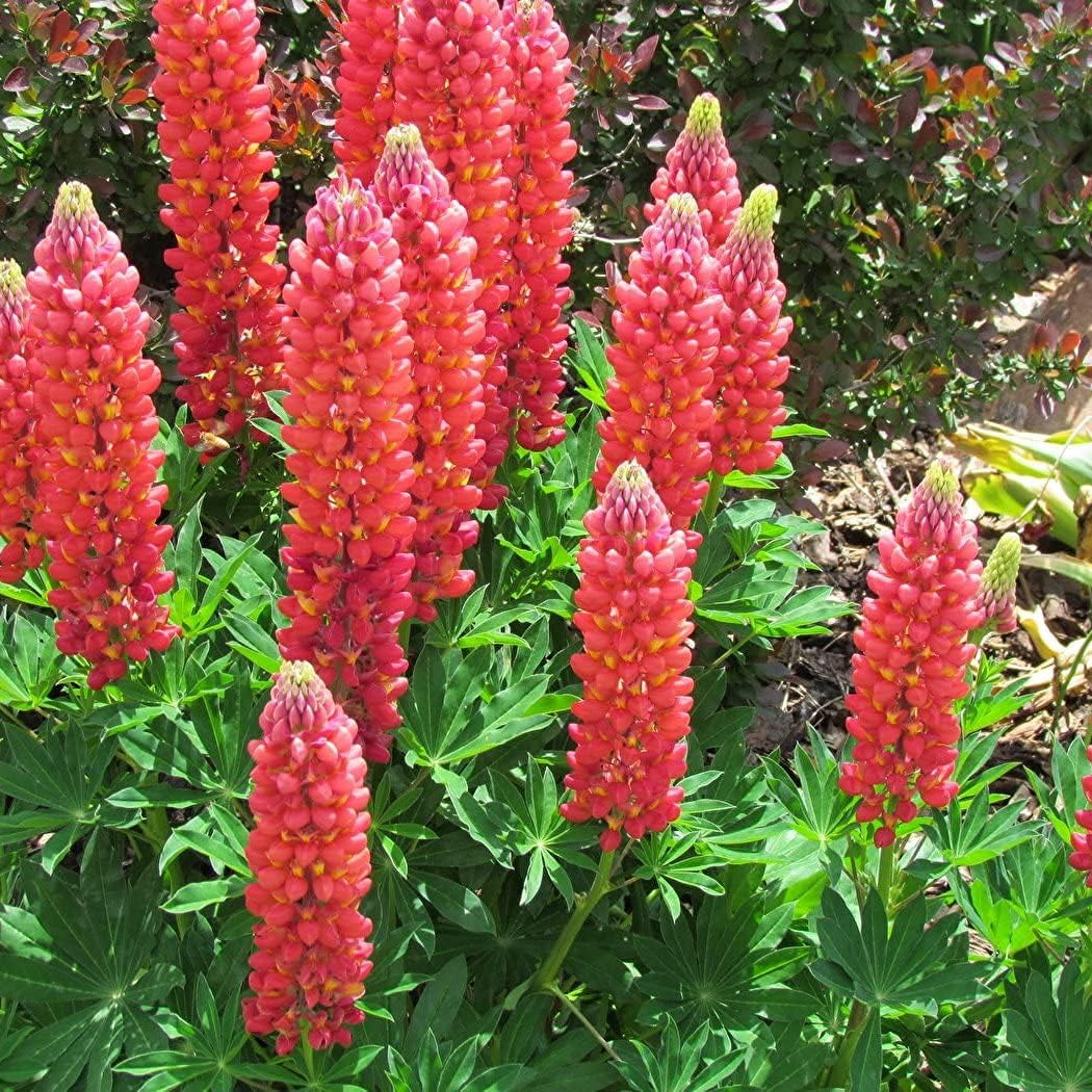 Red Lupin Flower Seeds up to 50%