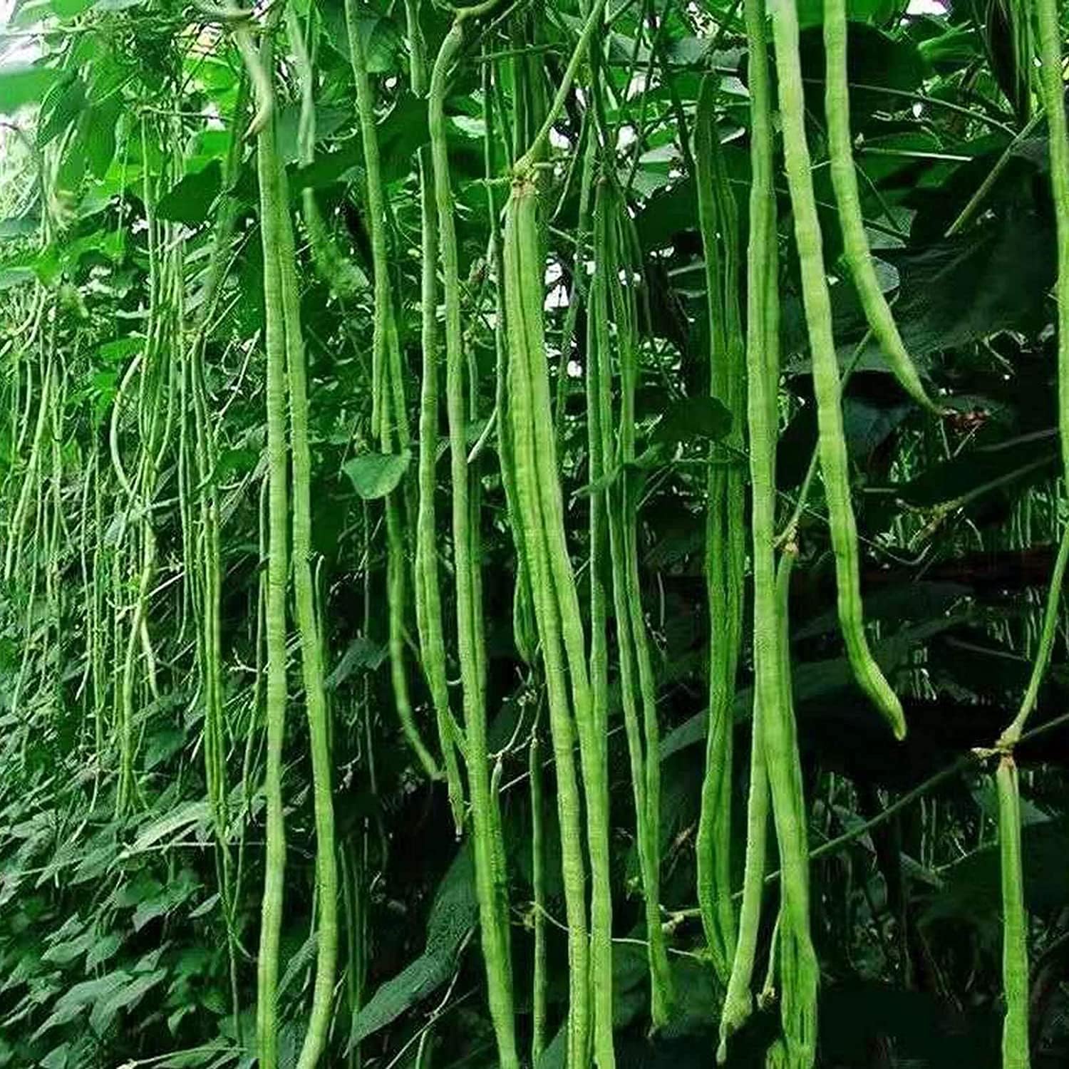 Snake/Yard-Long Asparagus Pole Bean Seeds – Heirloom & Non-GMO | up to 50%