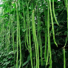 Snake/Yard-Long Asparagus Pole Bean Seeds