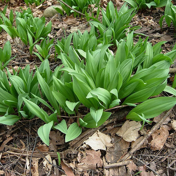 Wild Leek (Allium tricoccum) Seeds – Heirloom Ramp & Wild Onion – Up to 50%