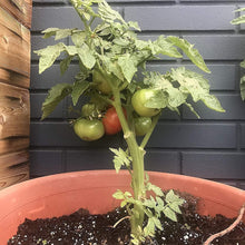 Cherokee Purple Tomato Seeds