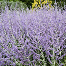 Blue Steel Russian Sage Seeds
