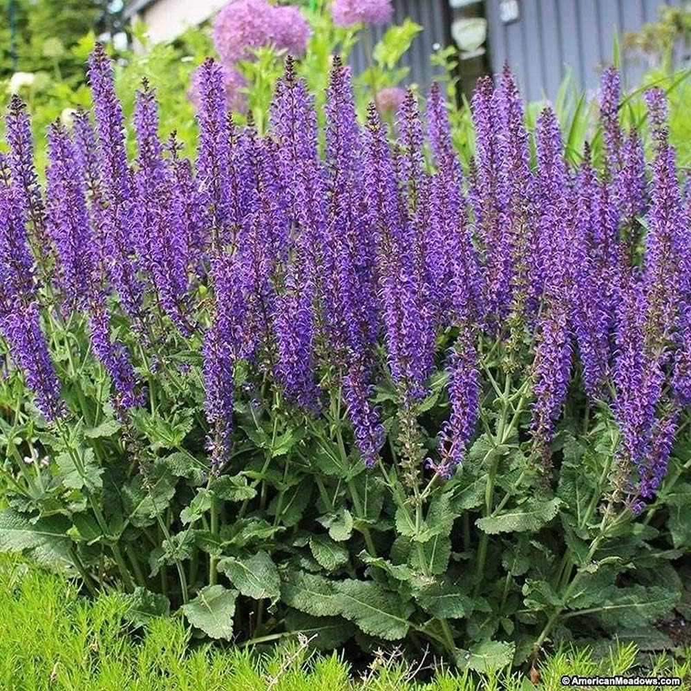 May Night Salvia Seeds up to 50%
