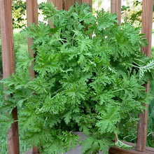 Citronella Plant Seeds
