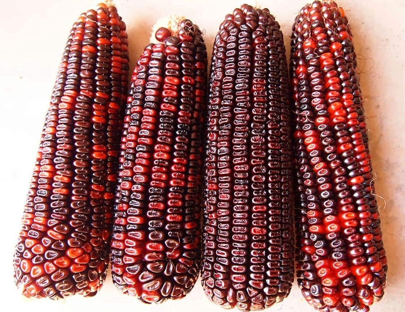 Bloody Butcher Corn Seeds – Heirloom Red Dent Corn for Edible &amp; Ornamental Use – Up to 50%