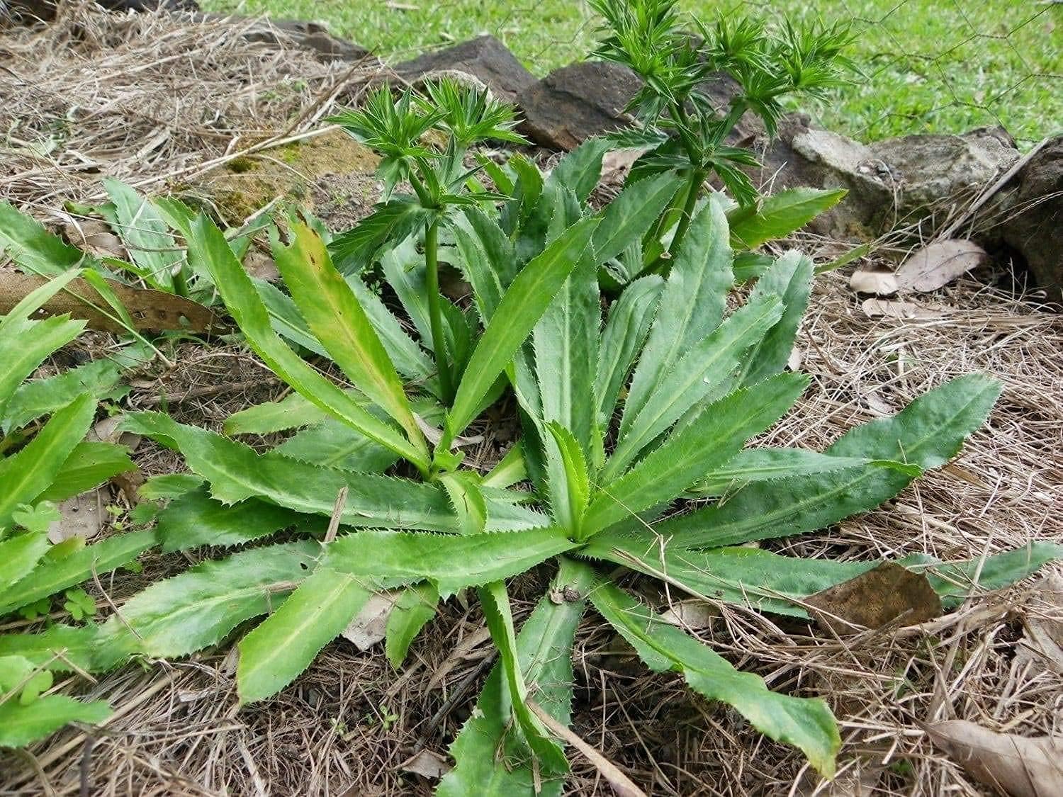 Culantro Herb Seeds Up to 50% Off