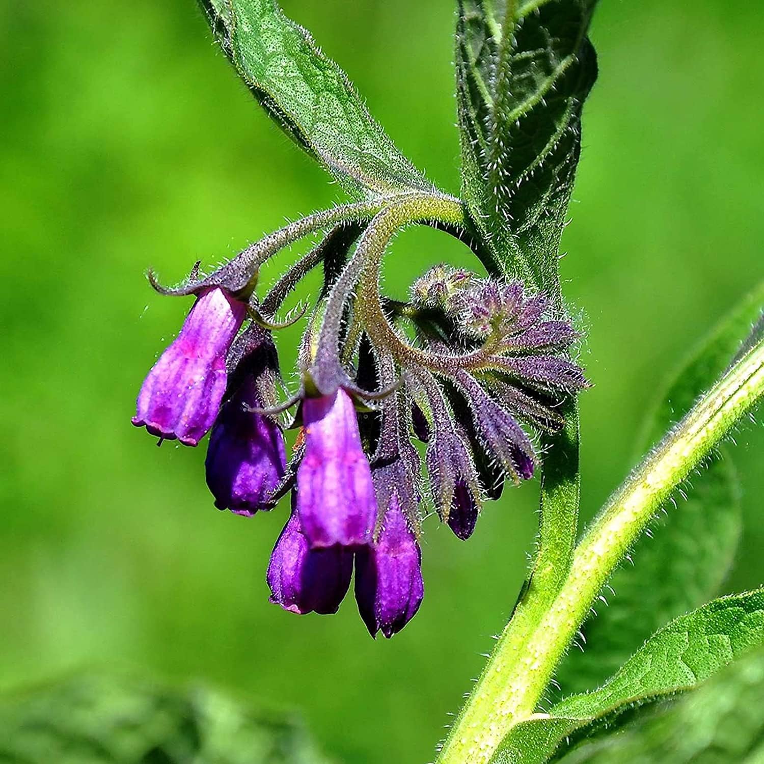Symphytum Officinale (Comfrey) Seeds ¨C Non-GMO Perennial Herb ¨C up to 50%
