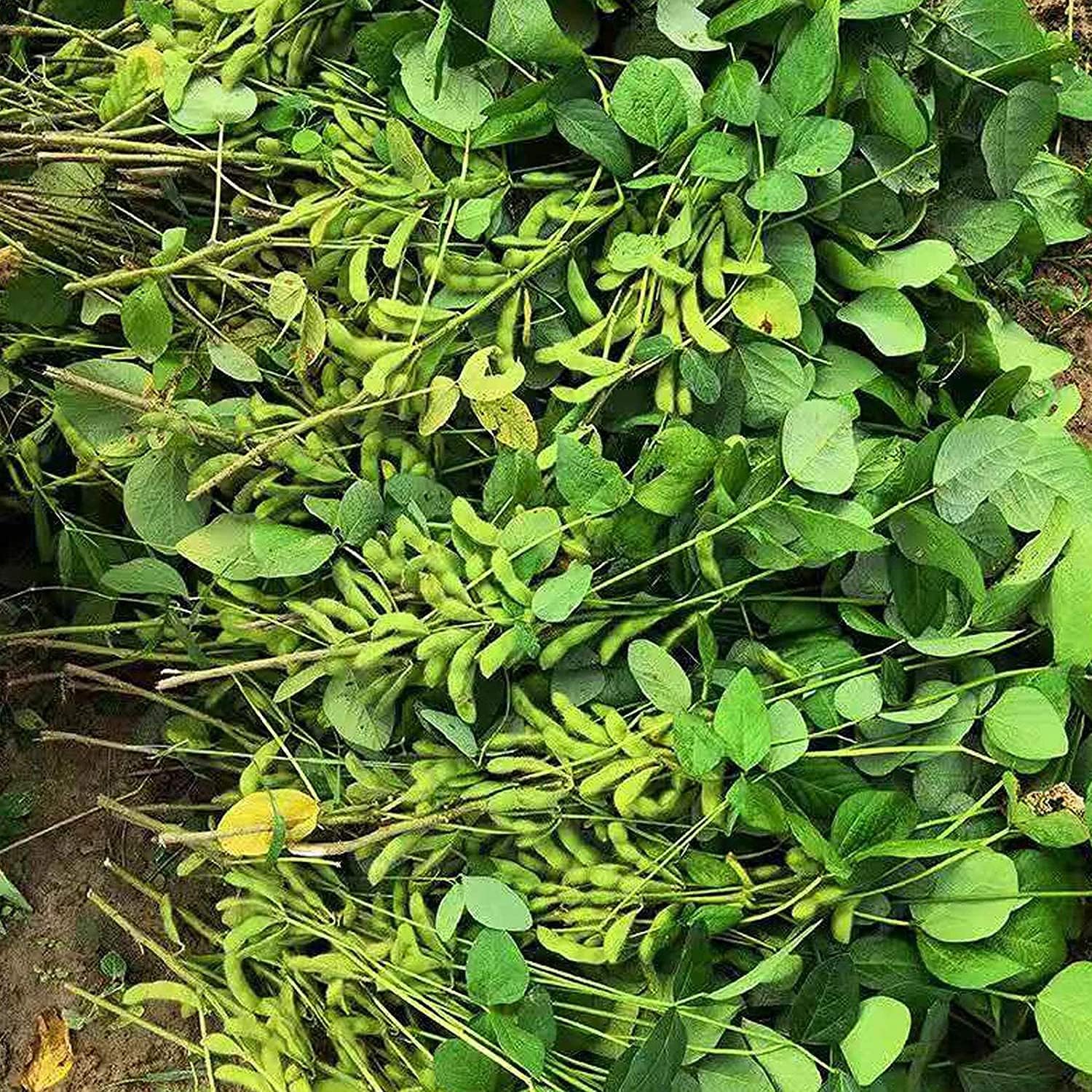 Midori Giant Edamame Seeds up to 50%