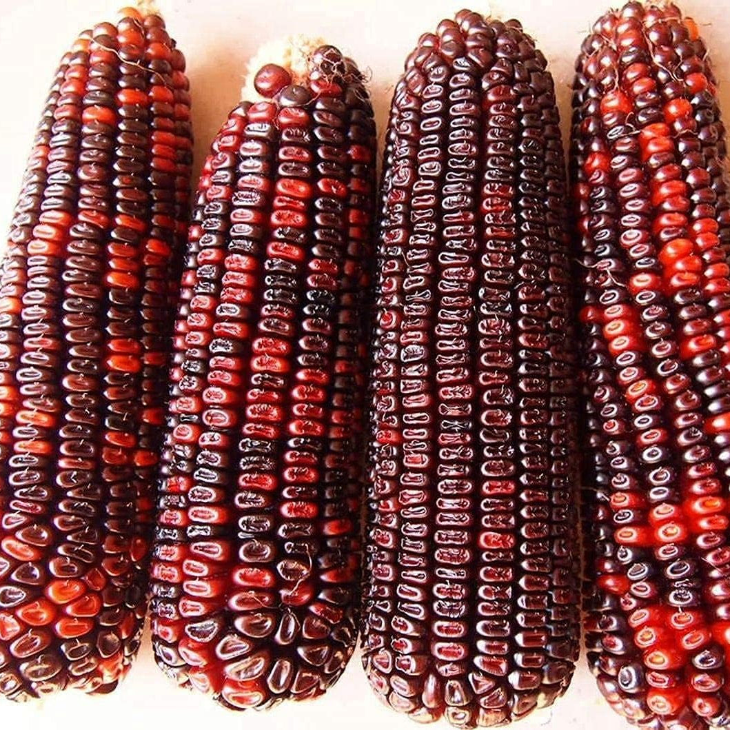 Bloody Butcher Corn Seeds up to 50%
