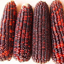 Bloody Butcher Corn Seeds