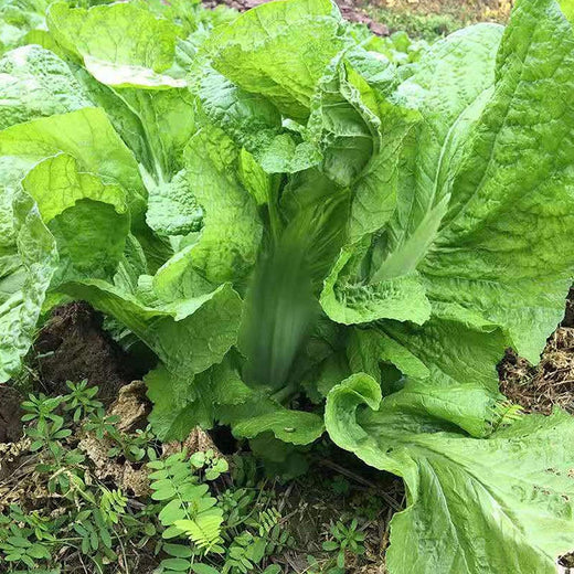 Asian Vegetable Seeds - Mix