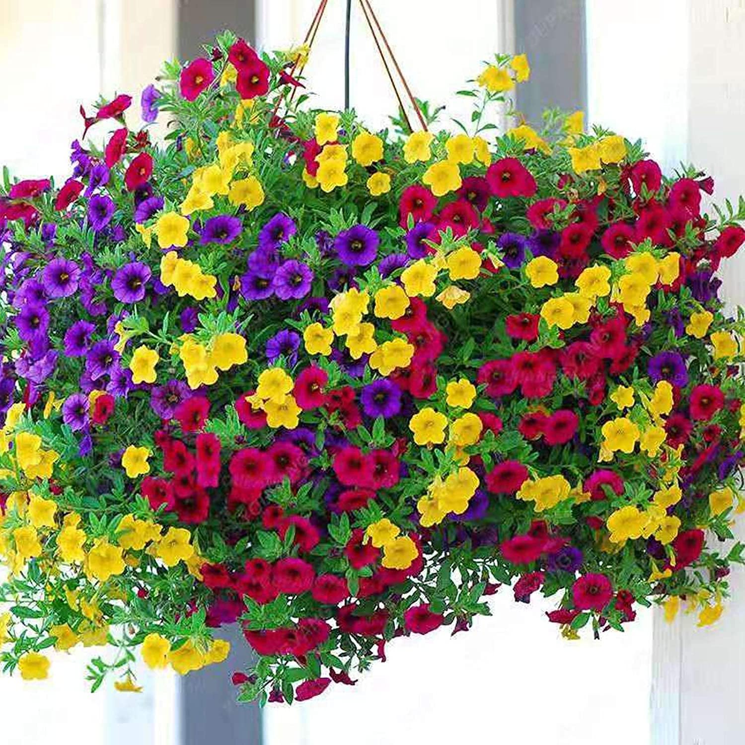 Mixed Petunia Flower Seeds up to 50%