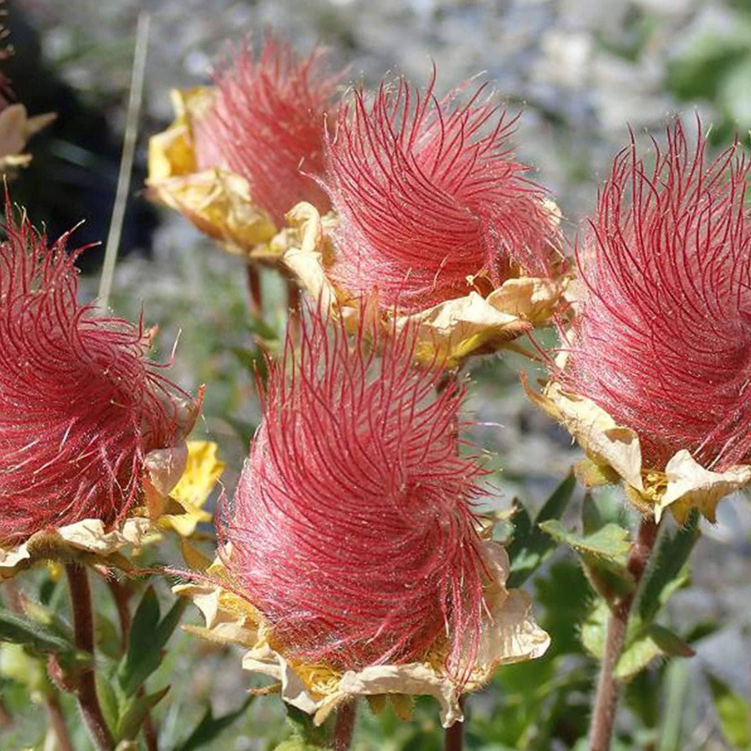Prairie Smoke Flower Seeds Up to 50% Off
