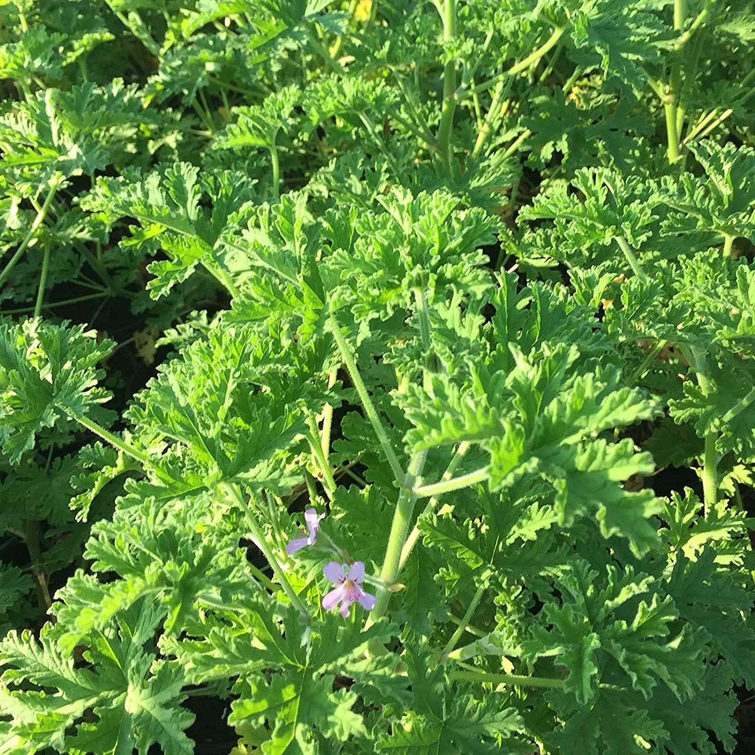 Citronella Plant Seeds up to 50%