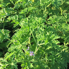 Citronella Plant Seeds