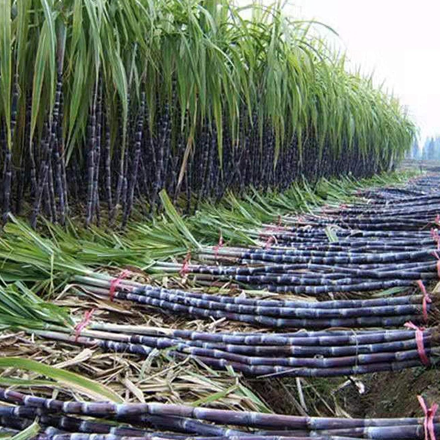 Giant Sugar Cane Seeds Up to 50% Off