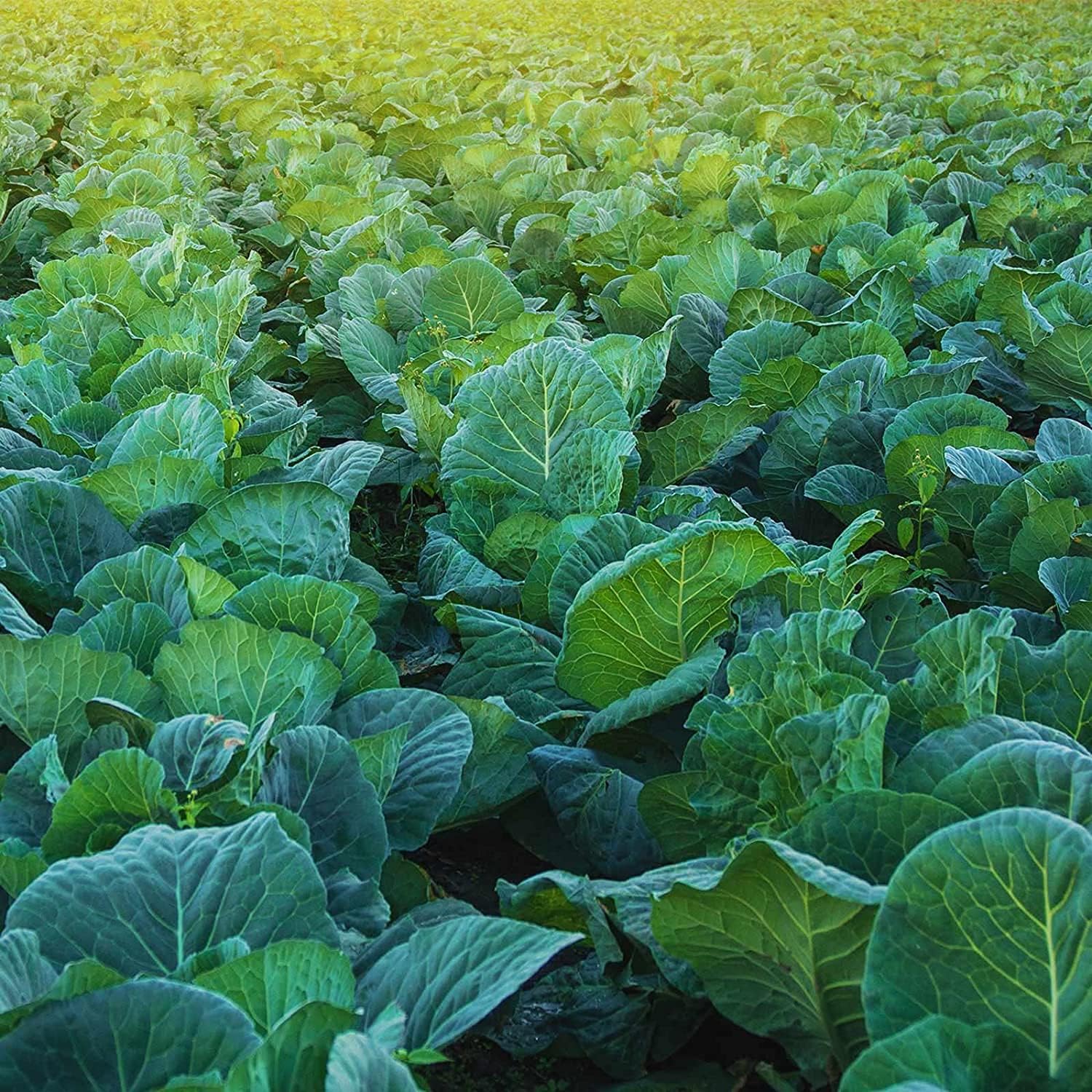 Morris Heading Collard Seeds up to 50%