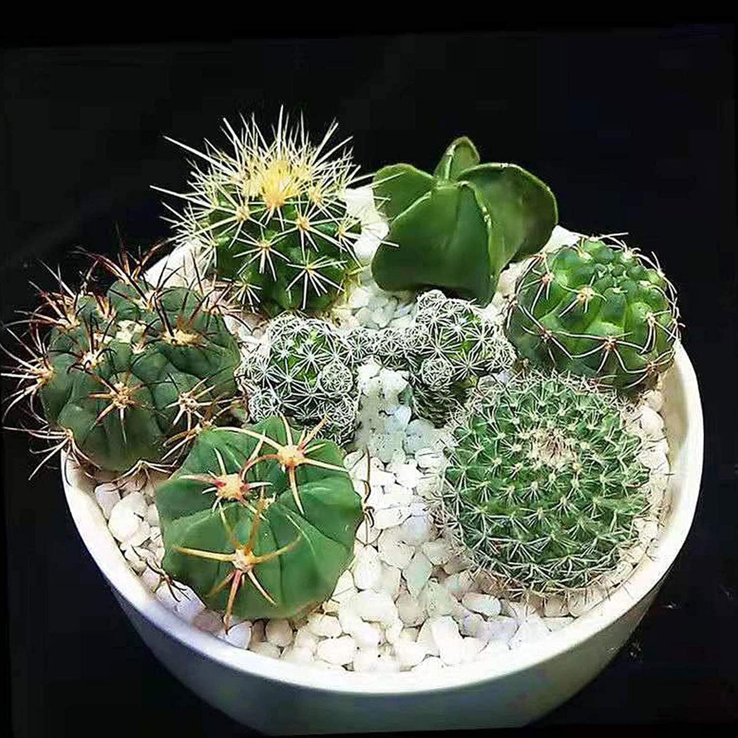 Mixed Opuntia Cactus Seeds up to 50%