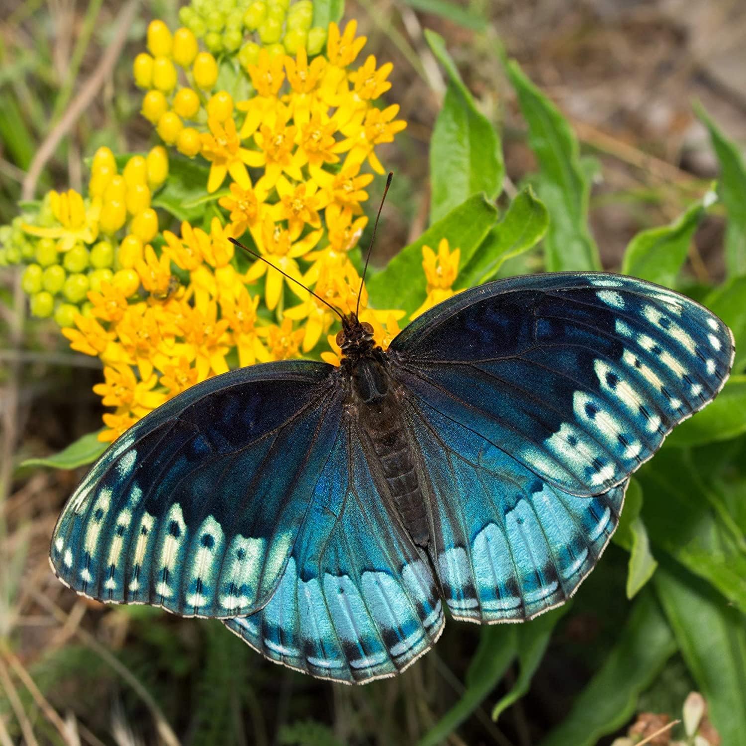 Butterfly Milkweed ¡®Hello Yellow¡¯ seeds up to 50%