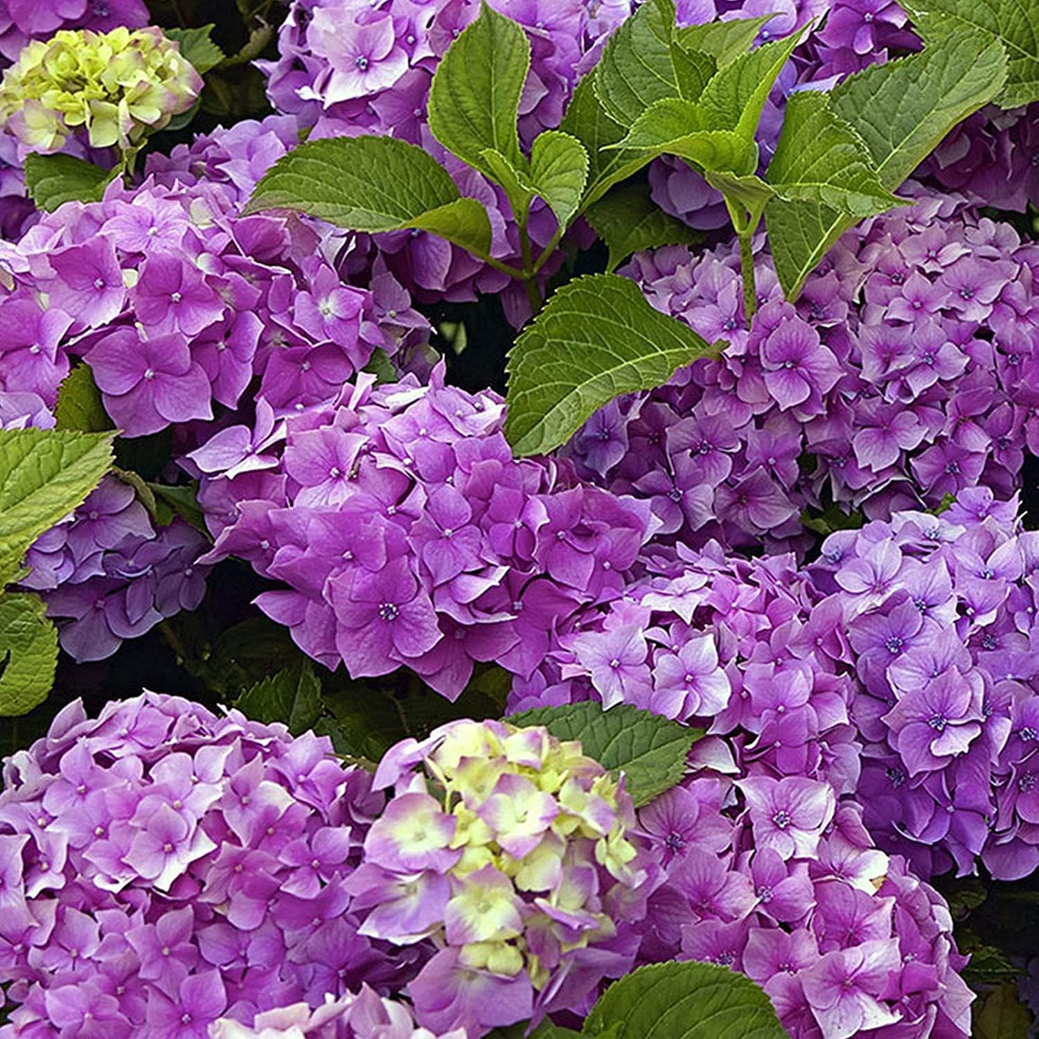 Mixed Hydrangea Flower Seeds up to 50%